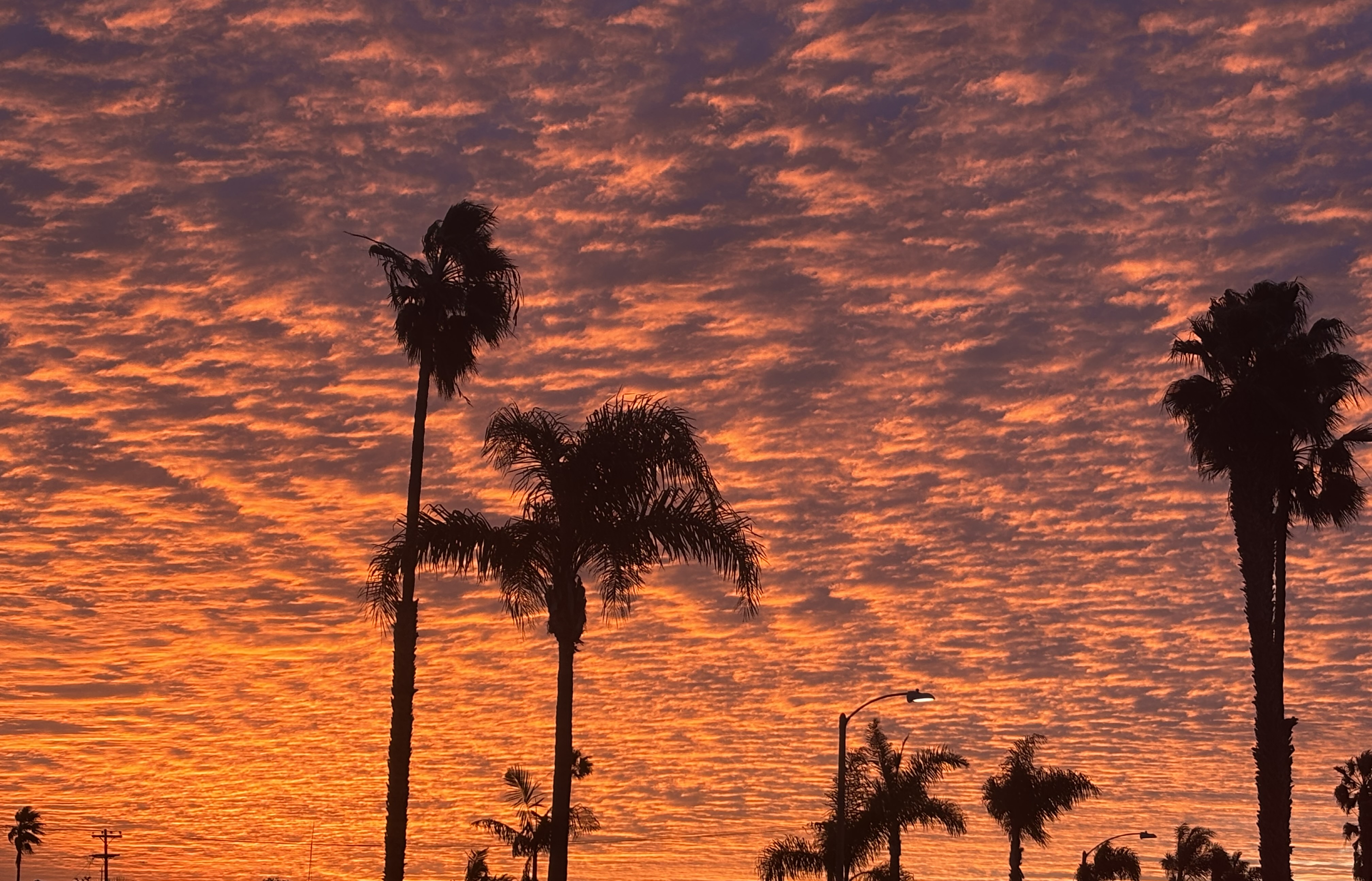 Image of palm trees against a sunset.